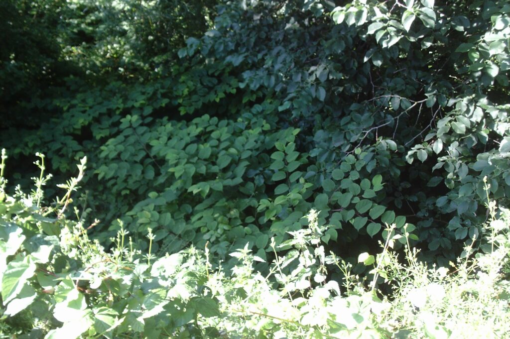 Commercial Knotweed Surveyor in Longbenton