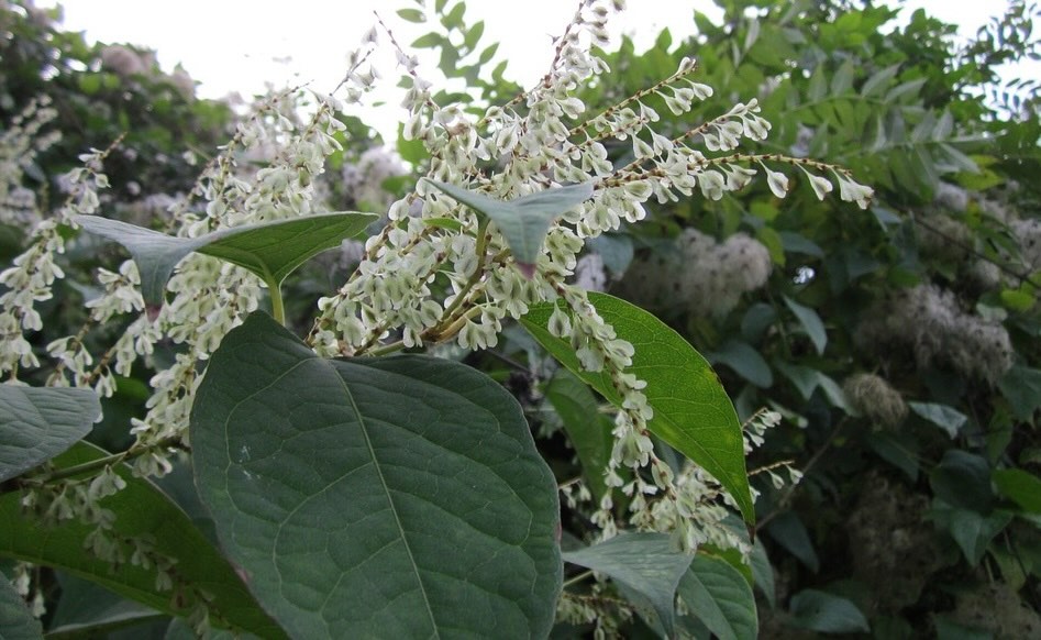 Japanese Knotweed Lookalikes