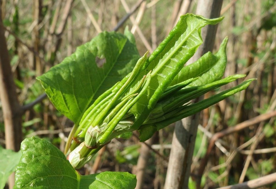 Surveying Japanese Knotweed In Dunstable