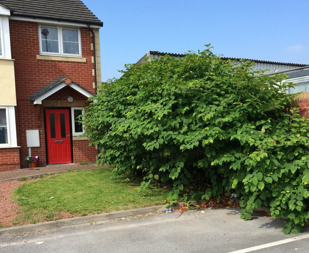 Residential Japanese Knotweed Survey in Durham